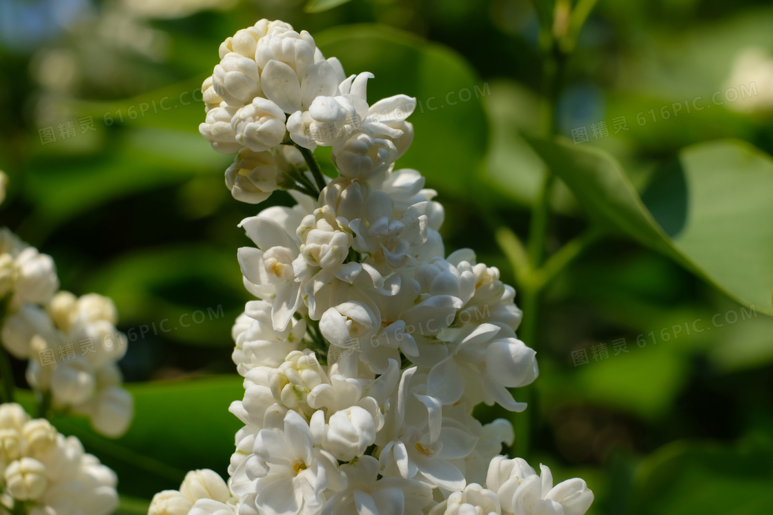 五月丁香花图片