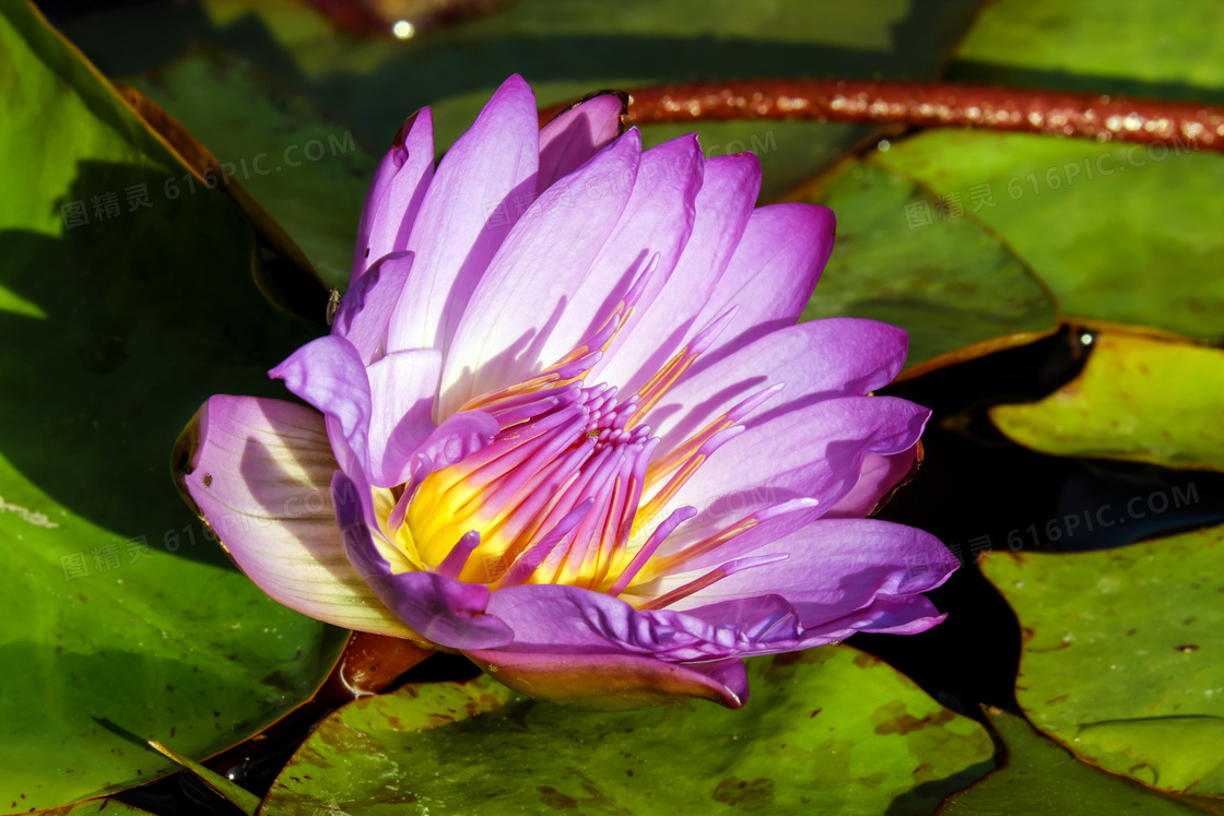 河塘里盛开的莲花图片