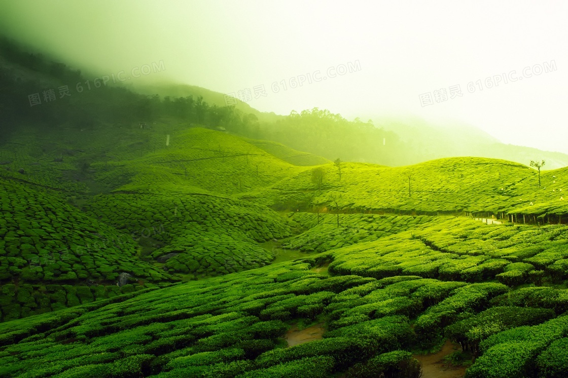 清晨绿色茶园风景图片