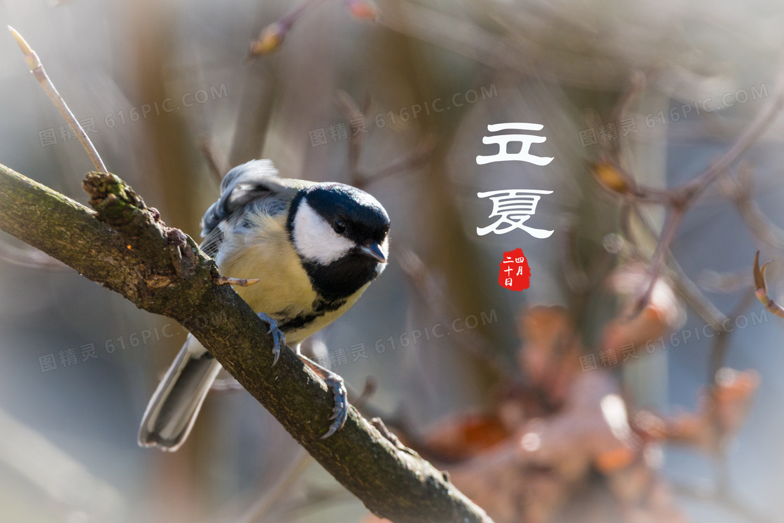 立夏鸟鸣图片