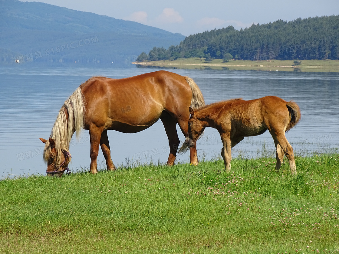 草原上吃草的马儿高清图片下载-正版图片500803846-摄图网