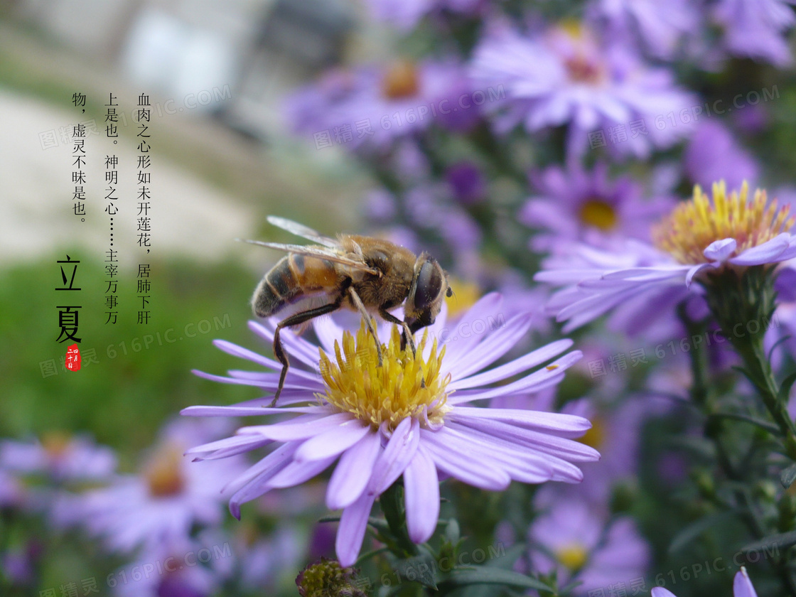 24节气立夏养生图片