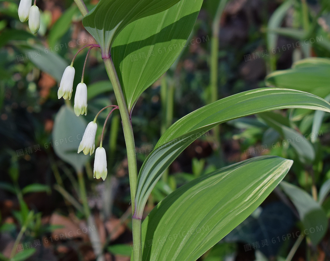 壁纸1024×768铃兰花图片 铃兰壁纸 lily of the valey desktop wallpaper壁纸,白色铃兰花 lilies ...