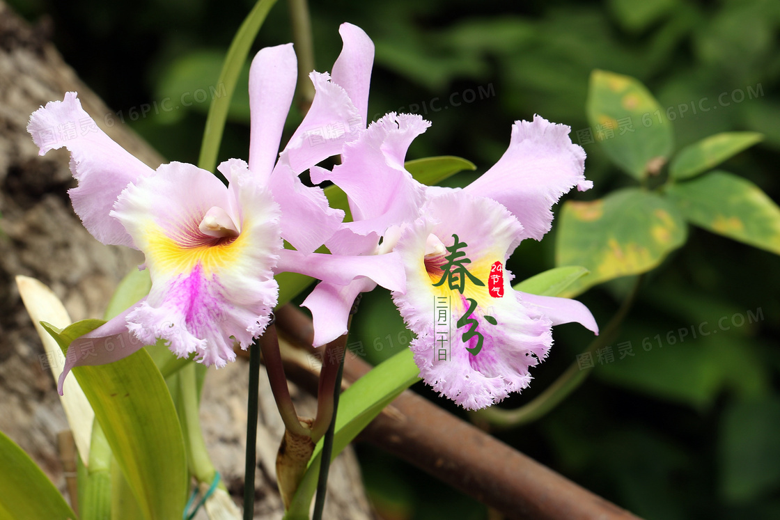 春分24节气