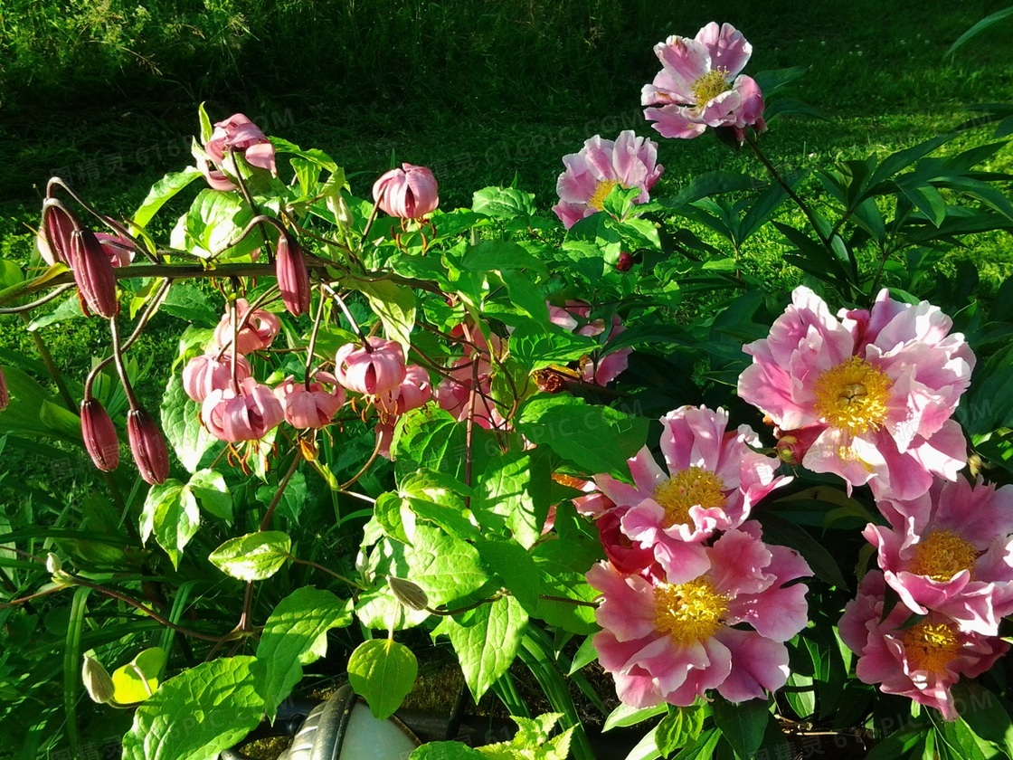 美丽的芍药花图片