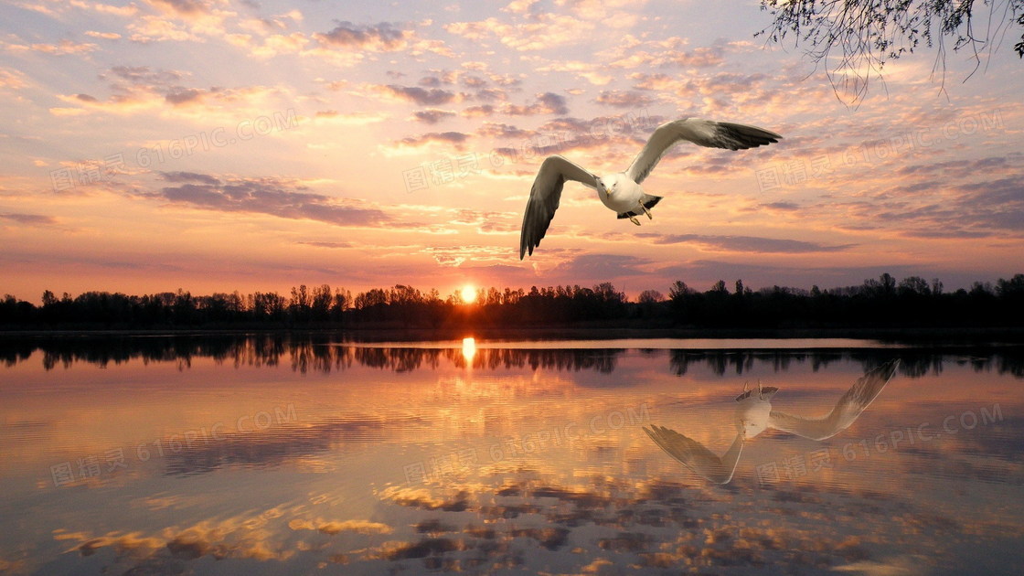 飞翔的海鸥唯美意境图片
