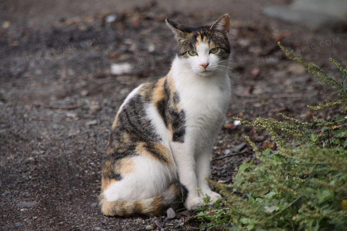 呆萌小花猫图片