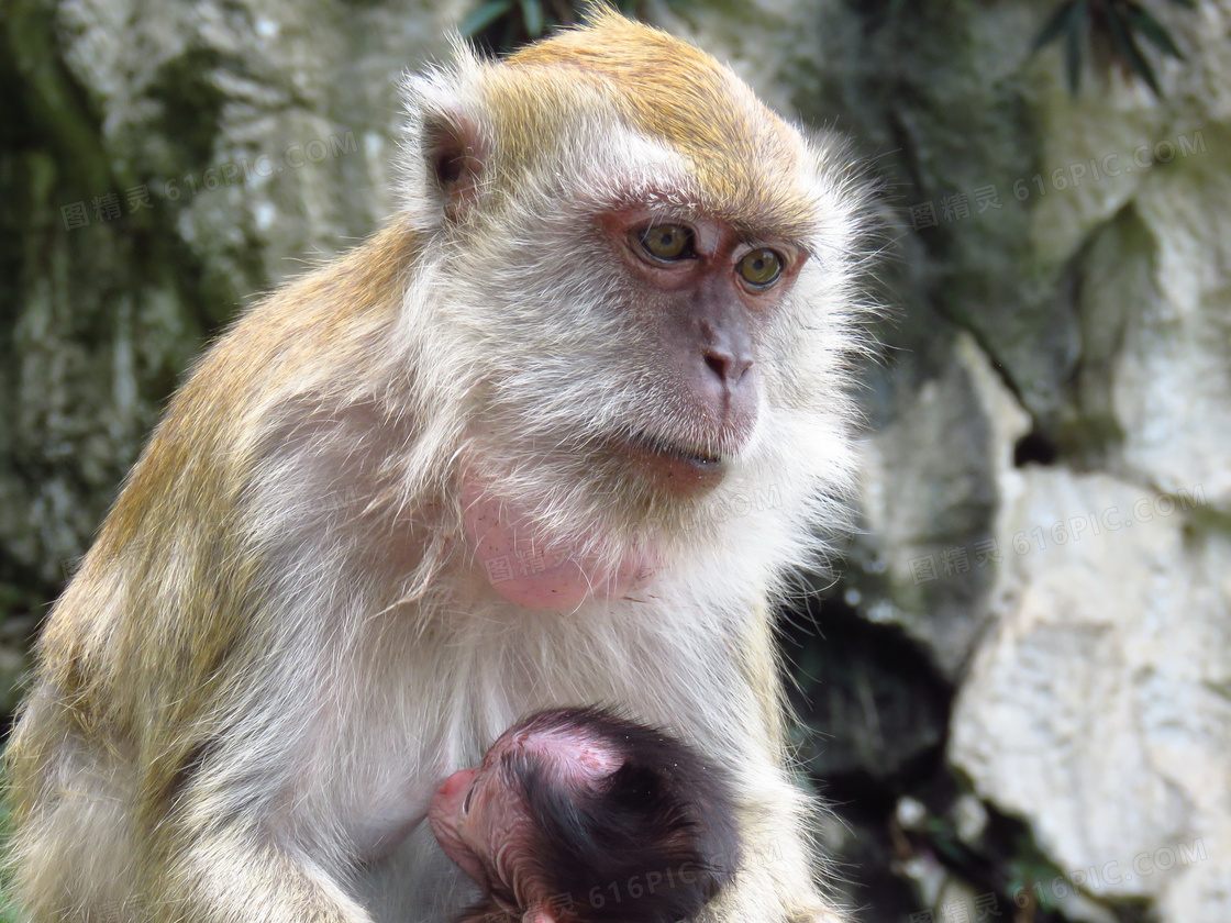 张家界猴子母子高清摄影大图-千库网