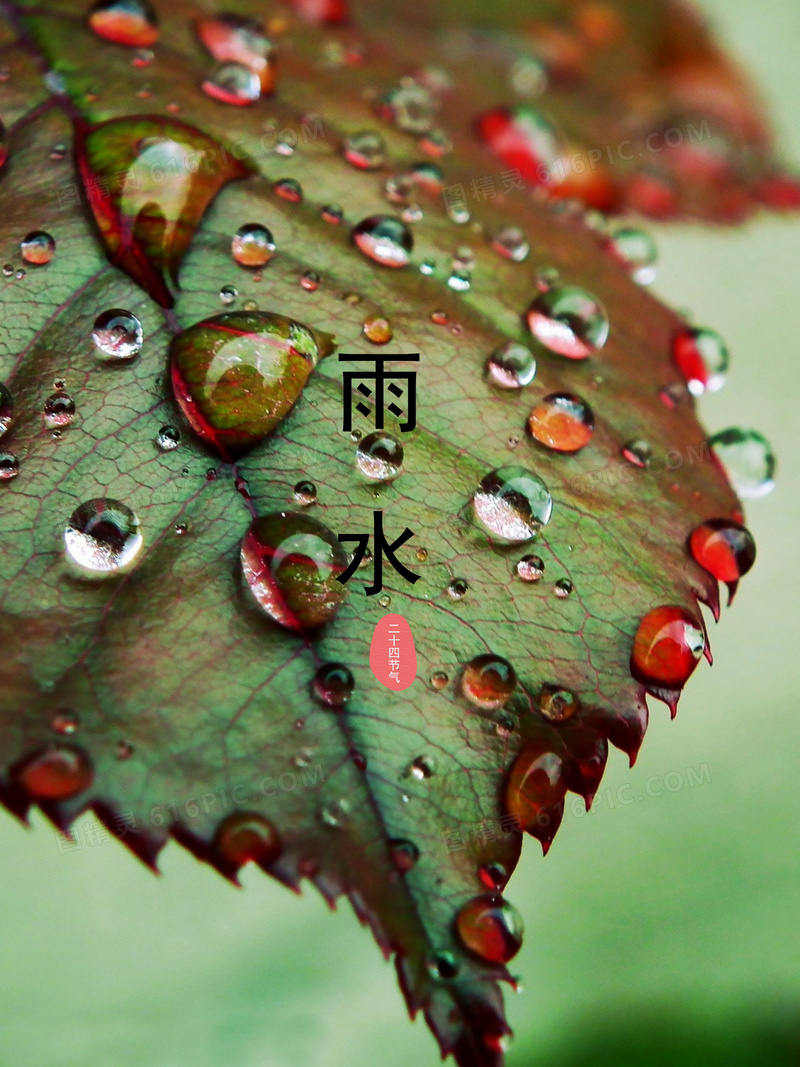 雨水节气图片