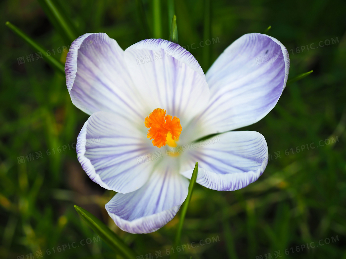 藏红花开花图片