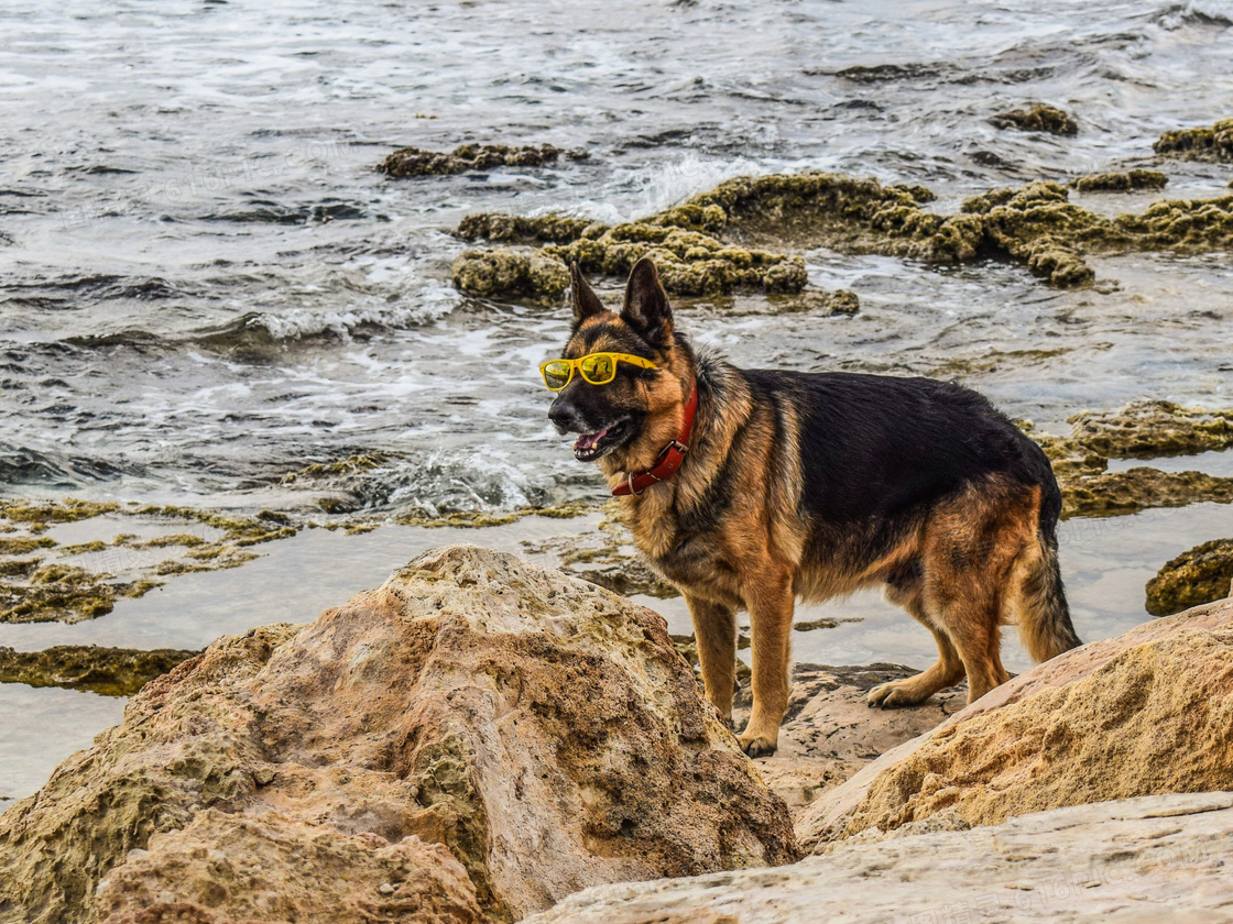 酷帅德国牧羊犬图片