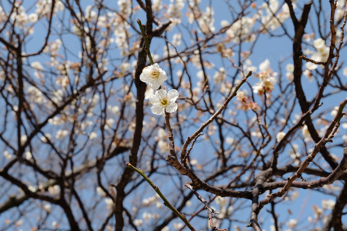 一树梅花图片