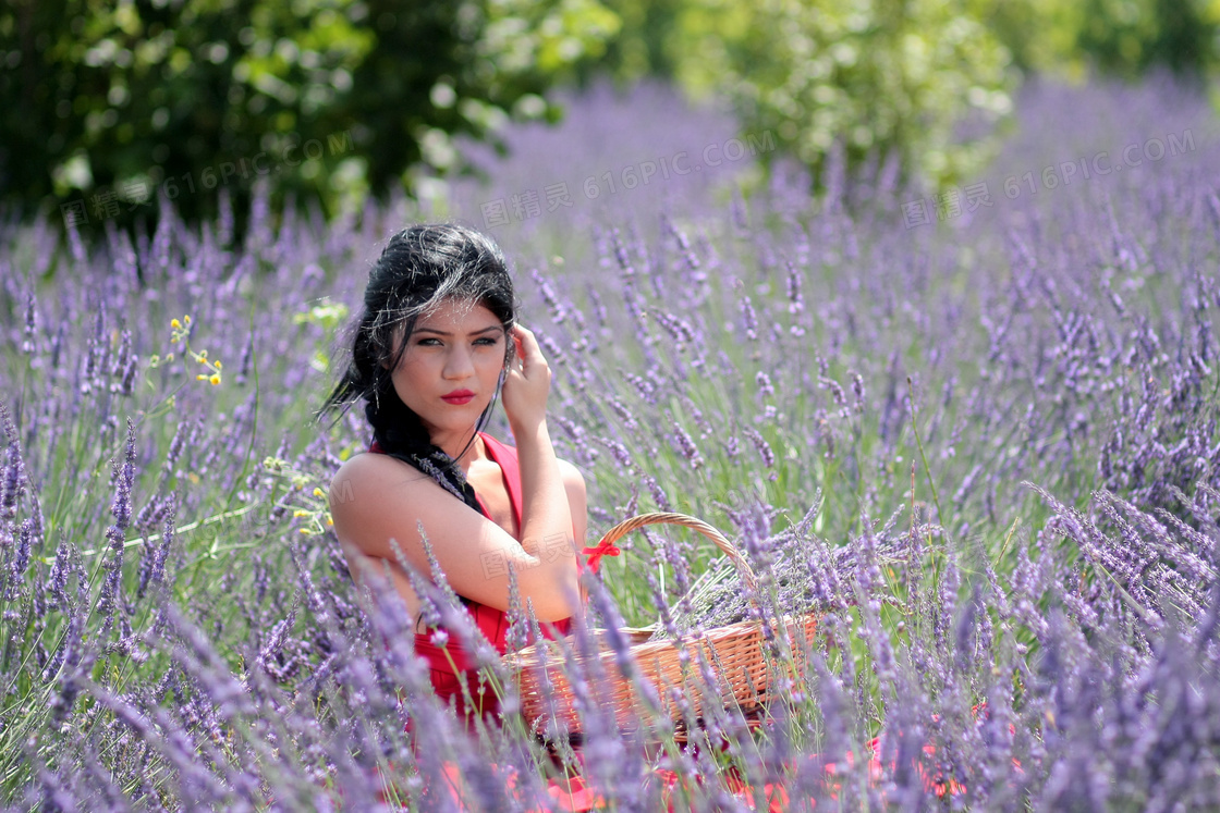 薰衣草花海美女写真图片