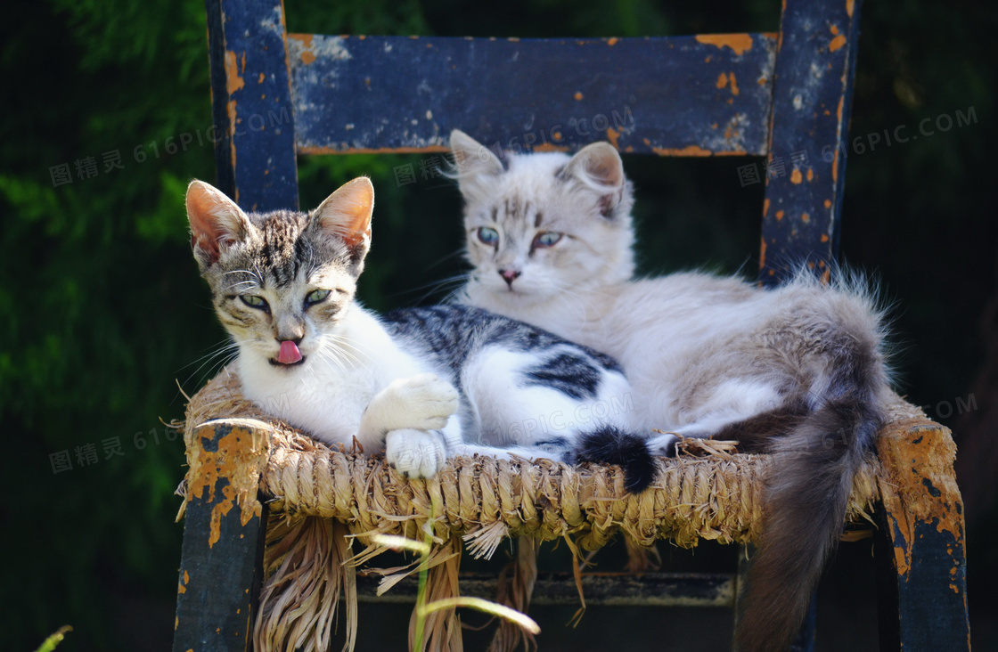 流浪猫图片 流浪猫图片大全