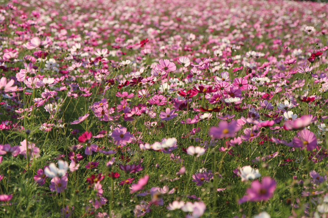 原野格桑花图片