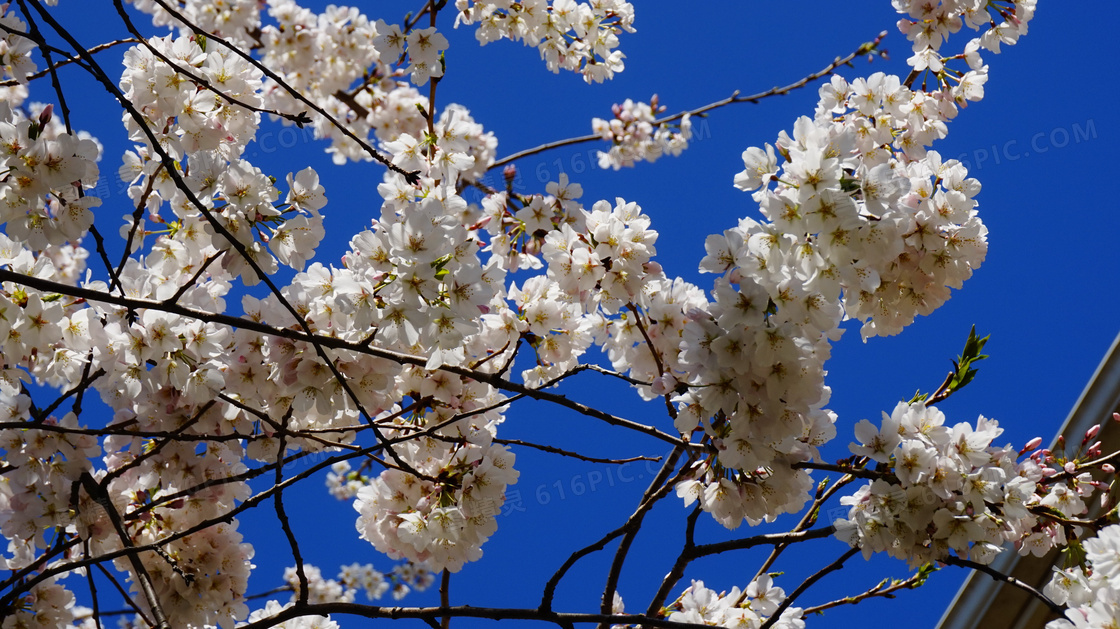 白梅花图片 白梅花图片大全