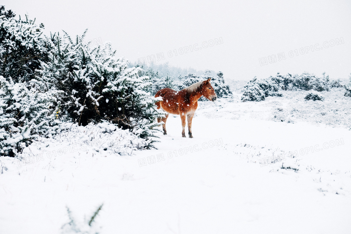 下雪天骏马图片