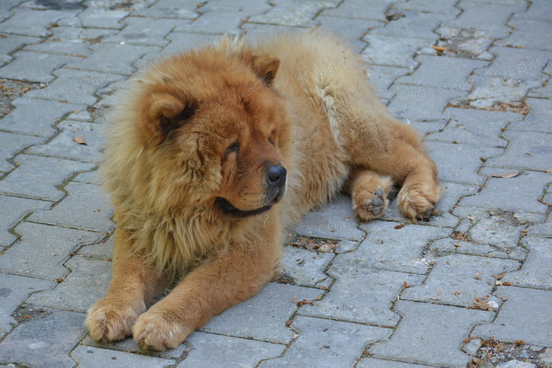 宠物狗松狮犬图片