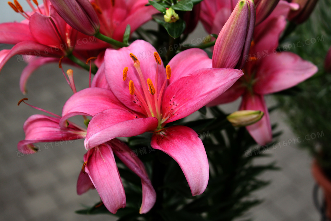 红百合花图片