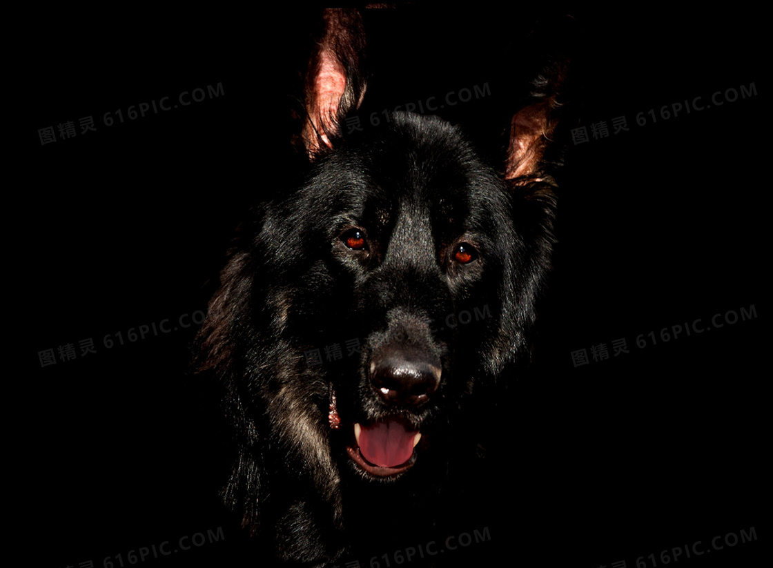 我和我的小黑狗|摄影|动物|spyzoo - 原创作品 - 站酷 (ZCOOL)