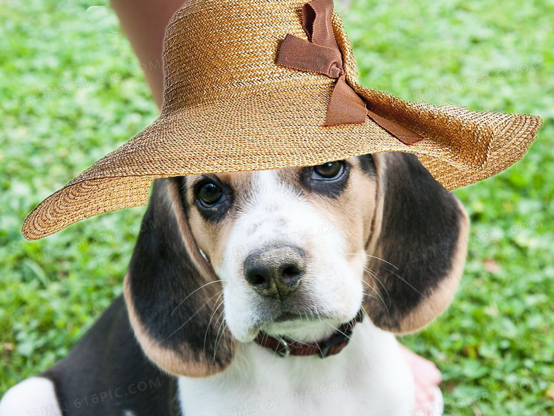 漂亮的比格犬图片