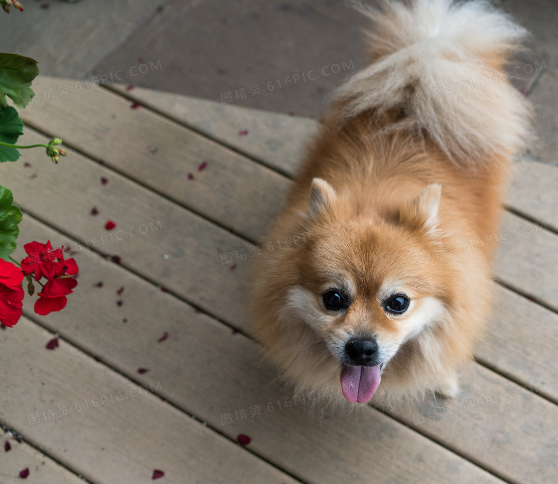 狐狸犬图片