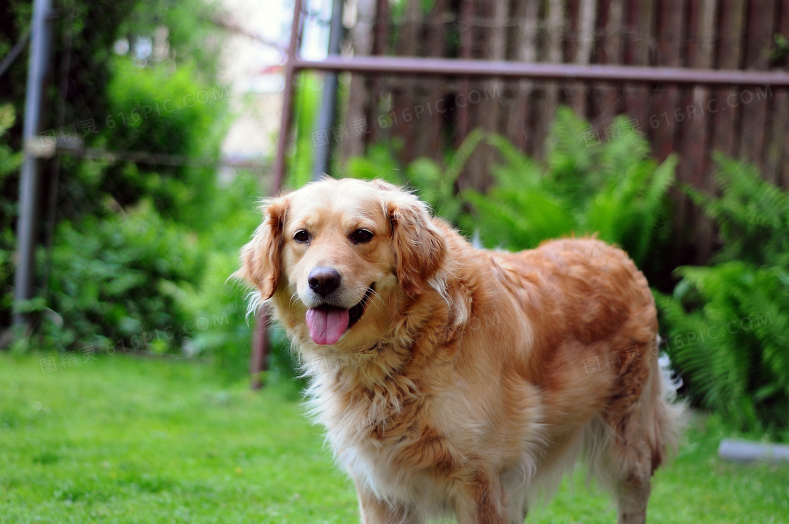 金毛犬唯美图片