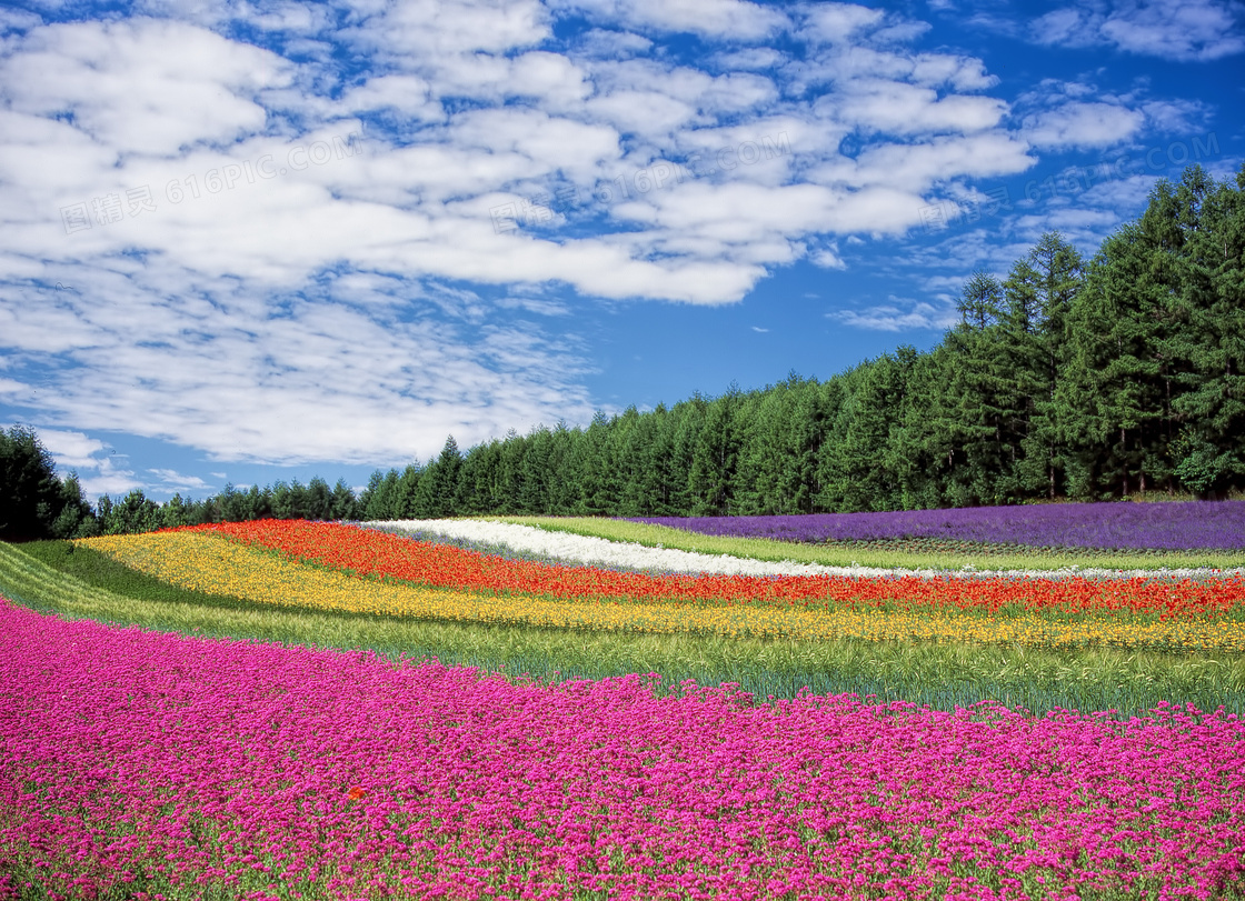 北海道花海图片