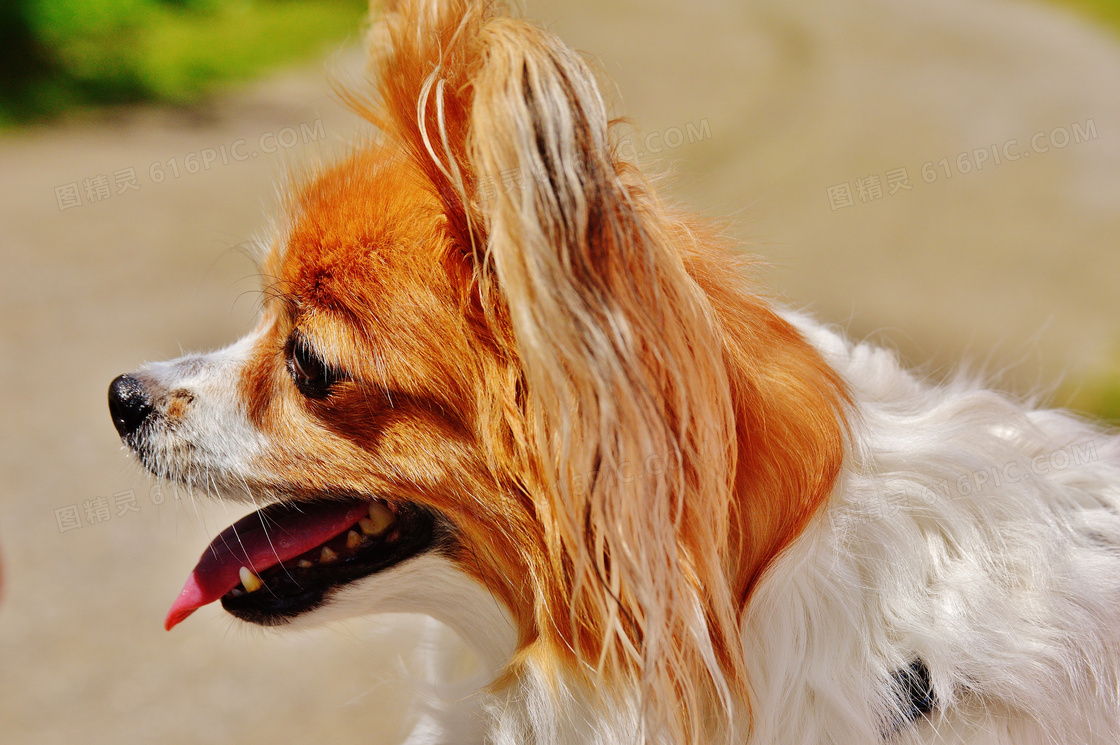 蝴蝶犬狗图片