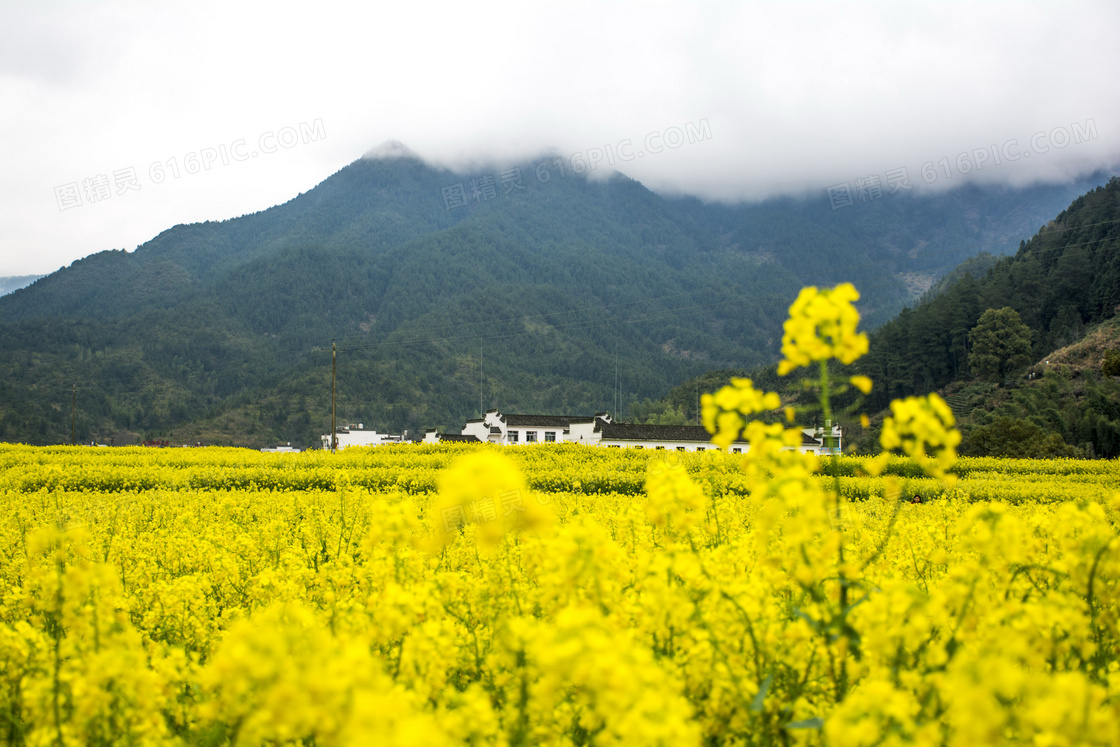 婺源油菜花图片