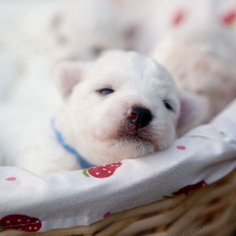 小比熊犬图片