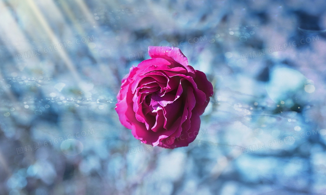 玫红色花朵玫瑰花图片
