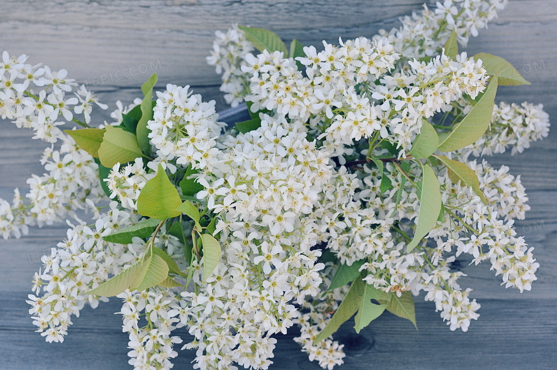 清新白色丁香花图片