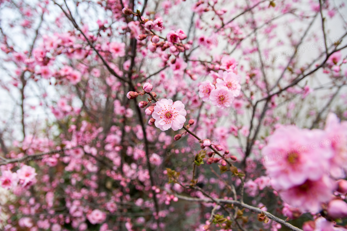 好看的梅花图片