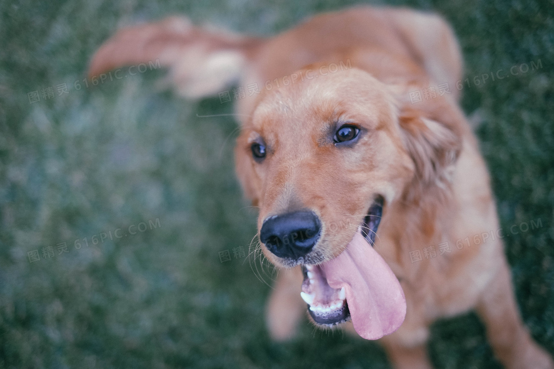 家养金毛犬图片