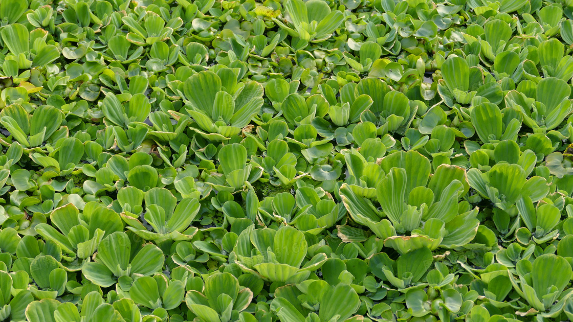 水浮莲图片 水浮莲图片大全