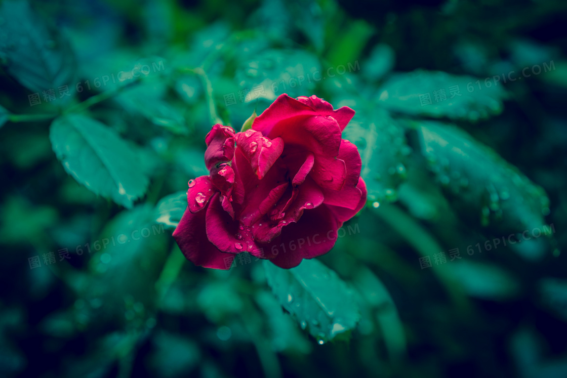 唯美红玫瑰花图片