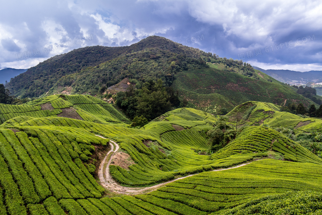 绿色茶园风景图片