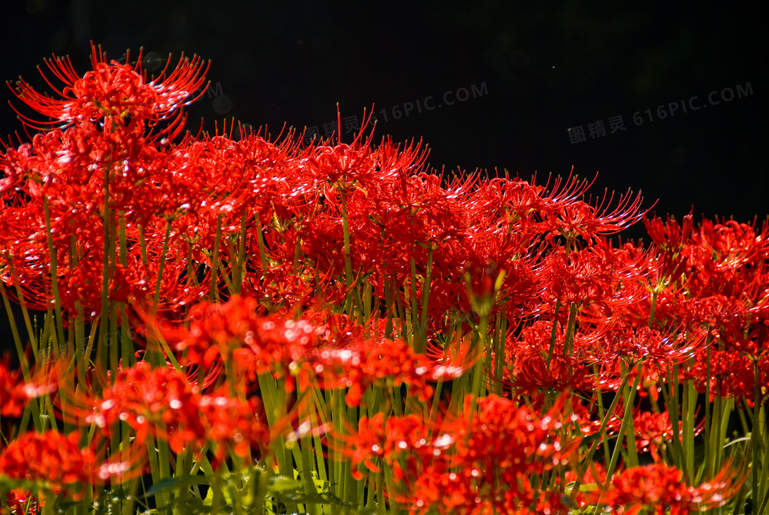 曼珠沙华地狱花红花石蒜红花红色花朵红色花朵植物花朵鲜花花卉植物