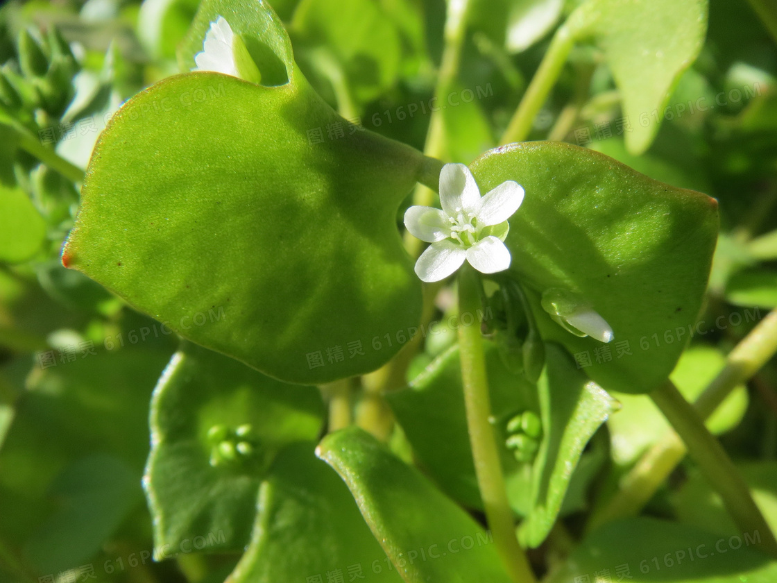 野菜马齿苋图片