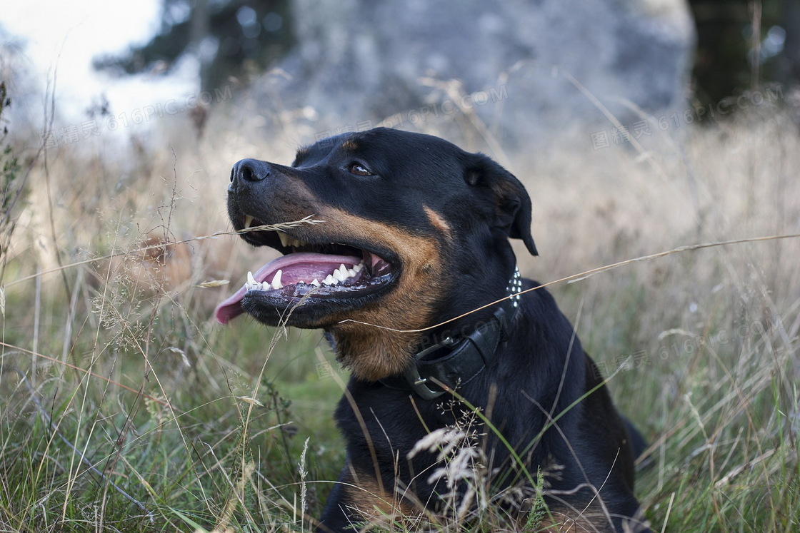 美系罗威纳犬图片