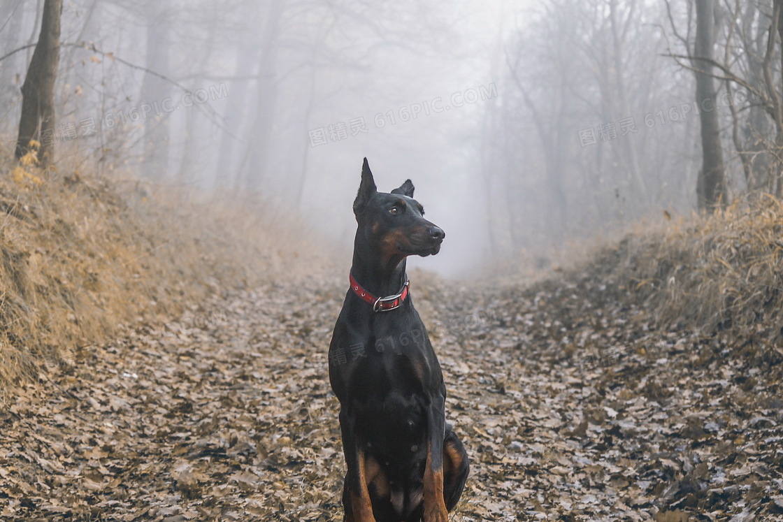 美国杜宾犬图片