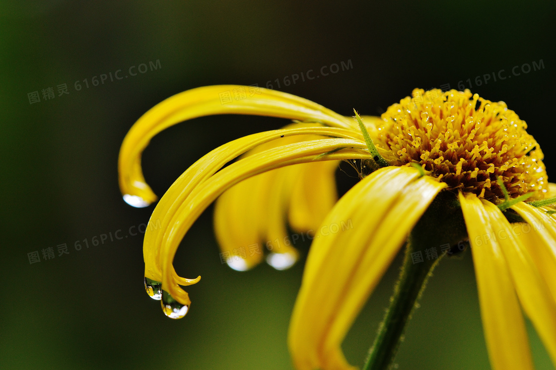 雨后黄色菊花图片