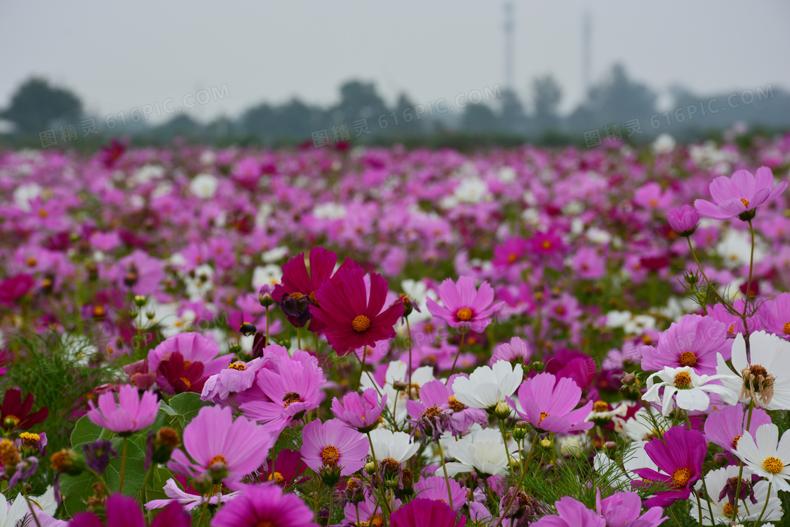 格桑花花海图片