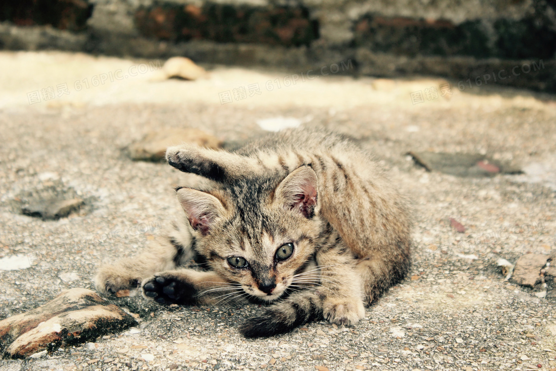 宠物小猫咪图片