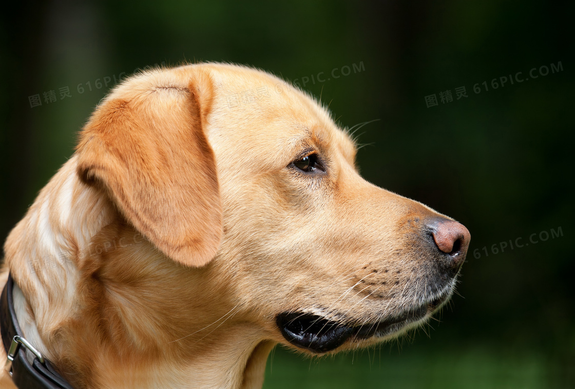 拉布拉多犬高清图片