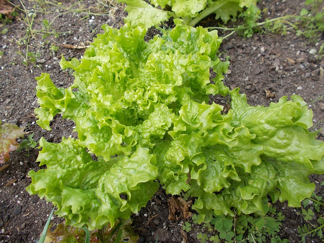 生菜，生菜地，种植生菜视频素材,农业畜牧视频素材下载,高清3840X1896视频素材下载,凌点视频素材网,编号:568109