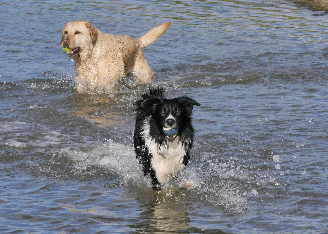牧羊犬和金毛犬图片