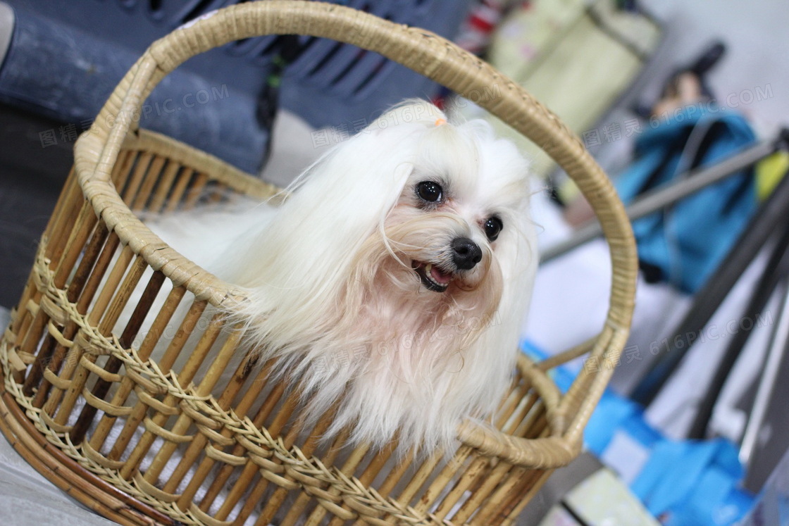 西施犬幼犬图片