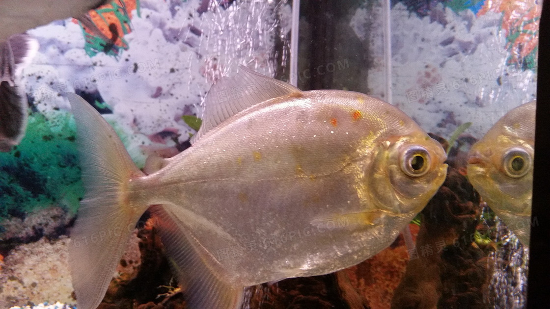 水族馆食人鱼图片